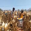 Mendukung Program Ketahanan Pangan, Bhabinkamtibmas Pendampingan Petani Panen Jagung