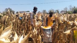 Mendukung Program Ketahanan Pangan, Bhabinkamtibmas Pendampingan Petani Panen Jagung