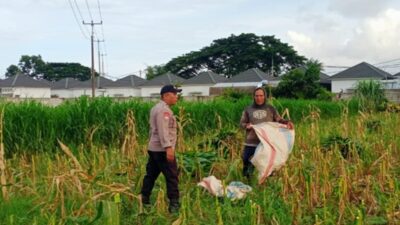 Kawal Program Pemerintah, Bhabinkamtibmas Polsek Labuapi Turun ke Sawah Dampingi Petani