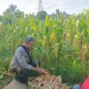 Langkah Konkret Polsek Batulayar Ajak Warga Sandik Ciptakan Pekarangan Produktif