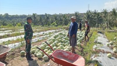 Babinsa Bayan Hadir Menguatkan Petani Wujudkan Swasembada Pangan Indonesia