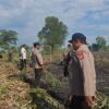 Personel Polsek Sambelia Bersama Instansi Terkait Berupaya Padamkan Kebakaran Hutan Produksi di Dara Kunci