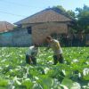 Bhabinkamtibmas Masbagik Utara Sambangi Petani, Dukung Ketahanan Pangan dan Kamtibmas