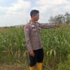 Dukung Ketahanan Pangan Nasional, Polisi Polsek Kenduruan Polresta Tuban Cek Perkembangan Tanaman Jagung Milik Petani