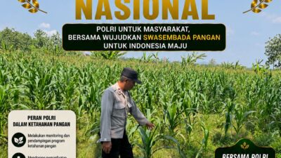 Polsek Bangilan Dukung Ketahanan Pangan Nasional Melalui Monitoring Tanaman Jagung