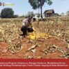 Mendukung Program Ketahanan Pangan, Bhabinkamtibmas Pendampingan Petani Panen Jagung