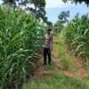 Polsek Soko Polresta Tuban Turun Langsung Cek Tanaman Jagung Warga