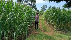 Dukung Ketahanan Pangan, Bhabinkamtibmas Polsek Tambakboyo Tinjau Lahan Jagung Milik Warga