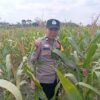 Dukung Asta Cita Presiden, Polsek Kenduruan Polresta Tuban Cek Perkembangan Tanaman Jagung Warga