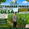 DUKUNG KETAHANAN PANGAN NASIONAL, BHABINKAMTIBMAS DESA PACING POLSEK PARENGAN POLRESTA TUBAN MONITORING LAHAN JAGUNG MILIK PETANI DI DESA PACING KEC. PARENGAN.