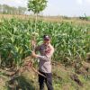 Polsek Tambakboyo Dukung Diversifikasi Pangan, Bhabinkamtibmas Tinjau Panen Singkong dan Jagung Warga