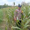 Dukung Astacita Presiden RI, Polisi Polsek Kenduruan Pantau Perkembangan Tanaman Jagung Warga