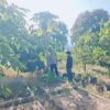 Dukung Ketahanan Pangan Nasional, Bhabinkamtibmas Desa Dalam Pantau Pertumbuhan Kebun Sayur Warga di Alas