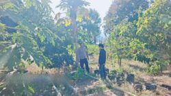 Dukung Ketahanan Pangan Nasional, Bhabinkamtibmas Desa Dalam Pantau Pertumbuhan Kebun Sayur Warga di Alas