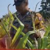 Mendukung Program Ketahanan Pangan, Bhabinkamtibmas Monitoring Pertumbuhan Jagung