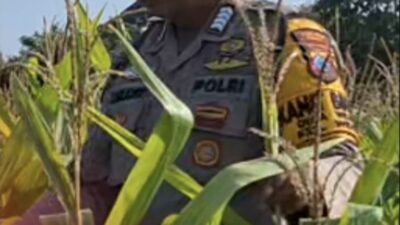 Mendukung Program Ketahanan Pangan, Bhabinkamtibmas Monitoring Pertumbuhan Jagung