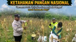 Polsek Bangilan Monitoring Panen Jagung, Dukung Ketahanan Pangan Nasional