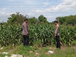Mendukung Program Ketahanan Pangan, Bhabinkamtibmas Monitoring Pertumbuhan Jagung