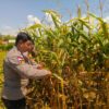 Dukung Ketahanan Pangan, Bhabinkamtibmas Polres Bima Kota Bantu Warga Panen Jagung