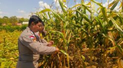 Dukung Ketahanan Pangan, Bhabinkamtibmas Polres Bima Kota Bantu Warga Panen Jagung