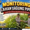 Polri Dukung Astacita, Polsek jenu Polres Tuban Turun Cek Tanaman Jagung Warga di Desa mentoso