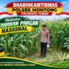 Polsek Montong Polresta Tuban Turun Cek Tanaman jagung Warga di Desa Pakel