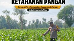 DUKUNG KETAHANAN PANGAN, ANGGOTA POLSEK PARENGAN POLRESTA TUBAN LAKSANAKAN SAMBANG DAN PENDAMPINGAN PANEN JAGUNG DI DESA SENDANGREJO KEC. PARENGAN