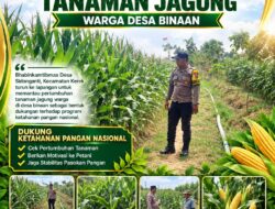 BHABINKAMTIBMAS PANTAU PERTUMBUHAN TANAMAN JAGUNG DI DESA BINAAN