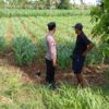 Pastikan Tanaman Tumbuh Optimal, Bhabinkamtibmas Polsek Tambakboyo Cek Lahan Jagung Warga