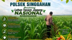 Anggota Polsek Singgahan Polresta Tuban Turun Cek Tanaman jagung Warga di Desa Lajo lor