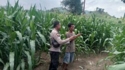 Dukung Ketahanan Pangan Nasional, Bhabinkamtibmas Desa Poto Sambangi Lahan Pertanian Warga dan Dorong Pengembangan Hortikultura