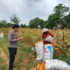 BRIPDA SHANDY MONITORING PANEN JAGUNG DI BANCAR, DUKUNG KETAHANAN PANGAN