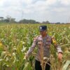 Dukung Astacita Presiden, Polsek Kenduruan Polresta Tuban Cek Perkembangan Tanaman Jagung Warga .