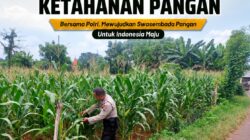 Polsek Tuban Pantau Lahan Jagung, Dukung Ketahanan Pangan Nasional