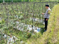 Bhabinkamtibmas Desa Kumbang Monitoring Ketahanan Pangan, Ajak Masyarakat Jaga Kamtibmas