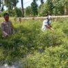Bhabinkamtibmas Desa Kesik Cek Lahan Ketahanan Pangan Bergizi