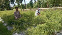Bhabinkamtibmas Desa Kesik Cek Lahan Ketahanan Pangan Bergizi