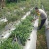 Bhabinkamtibmas Desa Masbagik Selatan Lakukan Pengecekan Lahan Ketahanan Pangan