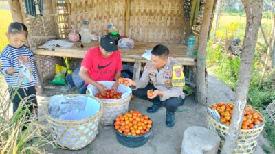 Bhabinkamtibmas Desa Bagik Papan Sambangi Petani, Cek Panen Tomat, dan Berikan Imbauan Kamtibmas