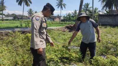 Dukung Swasembada Pangan, Bhabinkamtibmas Paokmotong Monitoring Lahan Pekarangan Pangan Bergizi