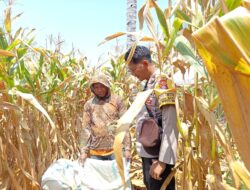 Dukung Ketahanan Pangan Nasional, Bhabinkamtibmas Desa Batu Bangka Sambangi Petani yang Sedang Panen Jagung