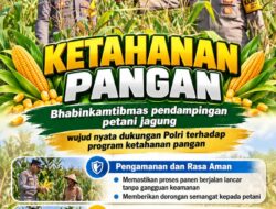 Mendukung Program Ketahanan Pangan, Bhabinkamtibmas Monitoring Pertumbuhan Jagung