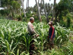 Bhabinkamtibmas Kelayu Selatan Cek Tanaman Jagung, Dorong Petani Dukung Ketahanan Pangan