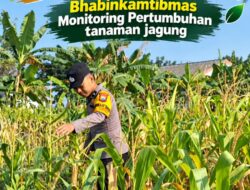 Mendukung Program Ketahanan Pangan, Bhabinkamtibmas Monitoring Pertumbuhan Jagung