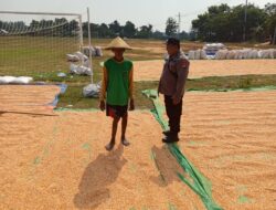 Dukung Ketahanan Pangan, Aipda Listiyono Pantau Proses Penjemuran Jagung Petani Desa Tergambang