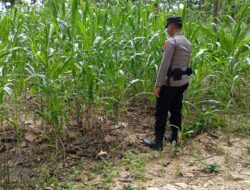 Konsep Dukung Asta Cita Presiden, Bhabinkamtibmas Polsek Tambakboyo Monitoring Lahan Jagung Warga