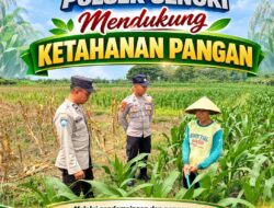 Unit Binmas Polsek Senori Polresta Tuban Memantau Tanaman Jagung Milik Warga Desa Jatisari Kecamatan Senori Guna Mendukung Program Ketahanan Pangan