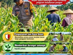 Mendukung Program Ketahanan Pangan, Bhabinkamtibmas Monitoring Pertumbuhan Jagung