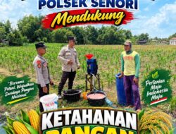 Unit Binmas Polsek Senori Polresta Tuban Membantu Proses Pemupukan Tanaman Jagung Warga Desa Jatisari