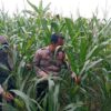 Dukung Astacita Presiden RI, Polsek Kenduruan Polresta Tuban Pantau Perkembangan Tanaman Jagung Milik Petani